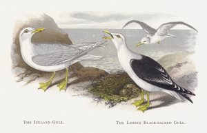La gaviota de Islandia, La gaviota sombría de Alexander Francis Lydon